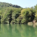 Suzbijanje larvi komaraca – Tretman nije štetan za pčele